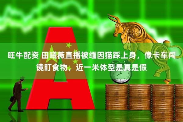 旺牛配资 田曦薇直播被缅因猫踩上身,像卡车闯镜盯食物,近一米体型是真是假